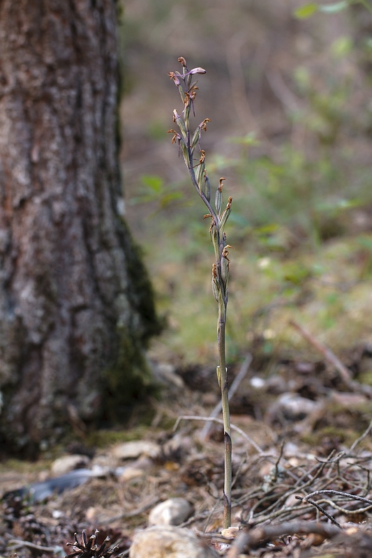 Limodorum abortivum