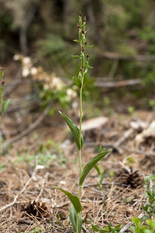 Cephalanthera damasonium