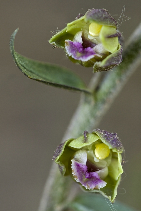 Epipactis kleinii?