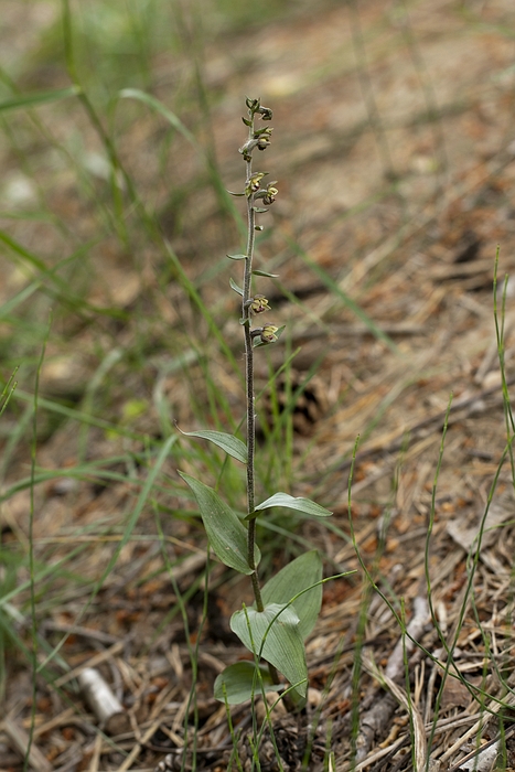 Epipactis kleinii?