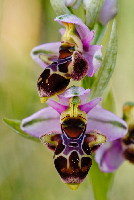 Ophrys scolopax, Riglos, Spanje