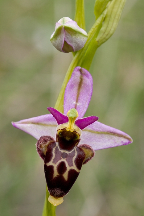 Ophrys scolopax, Valle de Bardajl, Spanje