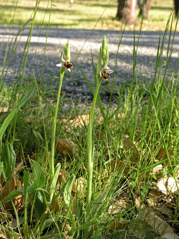 O. santonica St. Paul-en-Foret Grime 25-5-05 (11).jpg