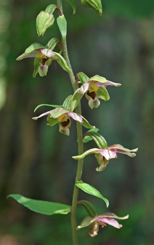 E. helleborine Langeloërduinen Postmaatse weg 01-08-12 (1b).jpg