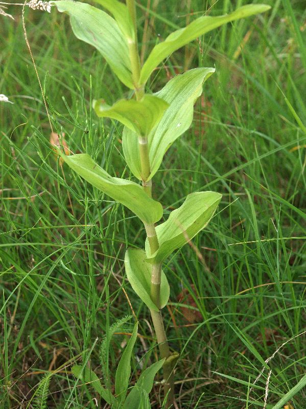 E. helleborine KSB Holtingerveld 08-08-12 (3).jpg