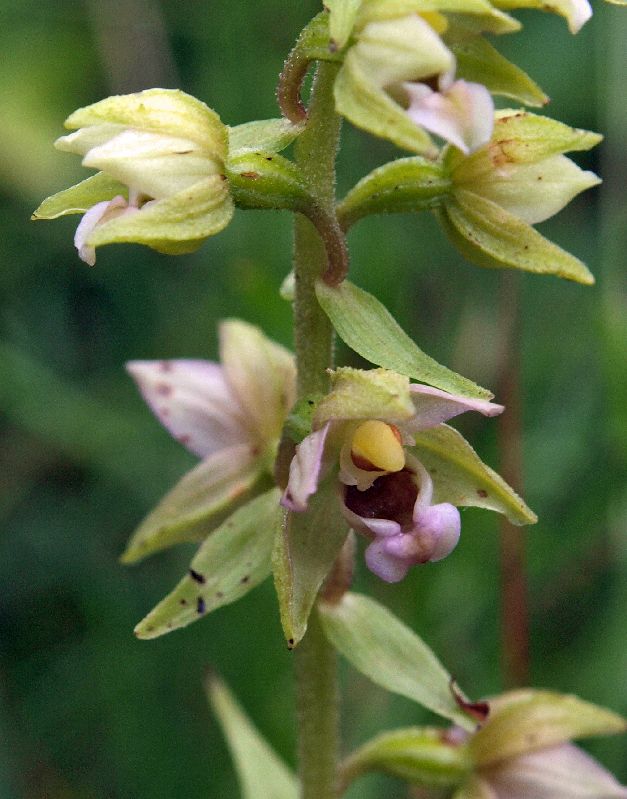 E. helleborine KSB Holtingerveld 08-08-12 (24).jpg
