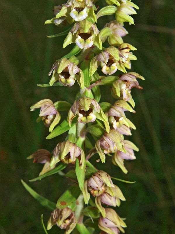E. helleborine KSB Holtingerveld 08-08-12 (15).jpg