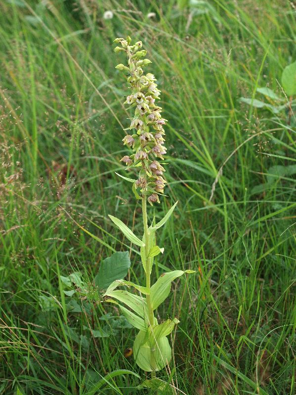 E. helleborine KSB Holtingerveld 08-08-12 (17).jpg