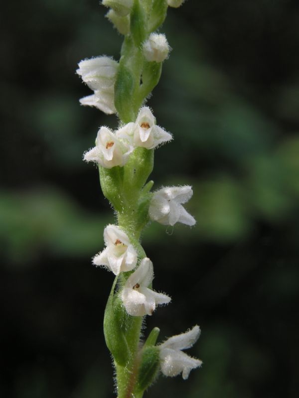 G. repens Norg 6-7-04 (36).jpg