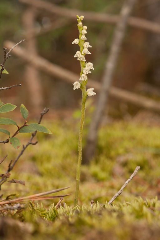 Goodyera repens.jpg