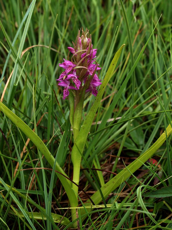 DN-D. incarnata Elperstroom 3-6-08 (26).jpg