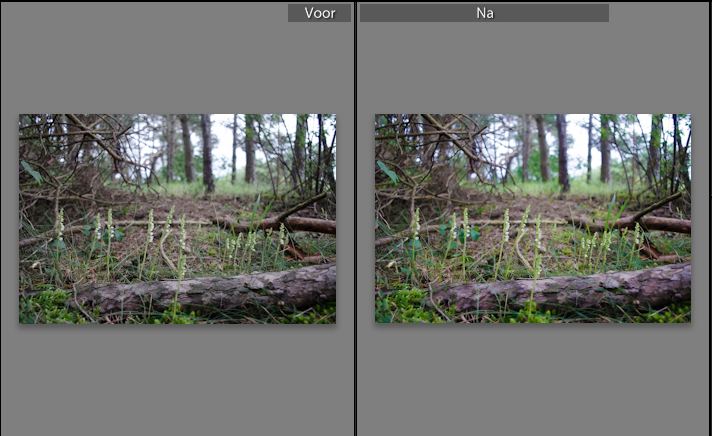 bewerking goodyera.JPG