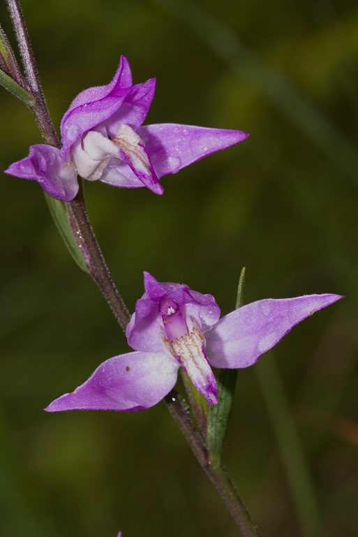 Cephalanthera rubra.jpg