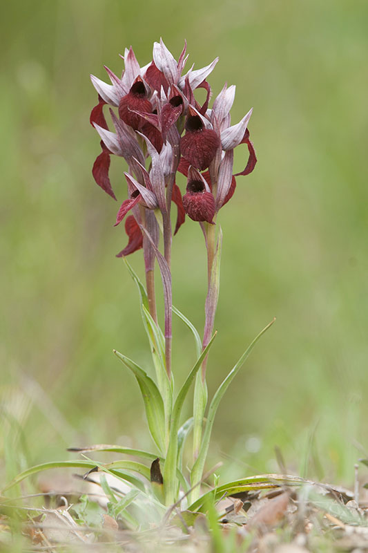 Serapias cordigera20120506var.jpg