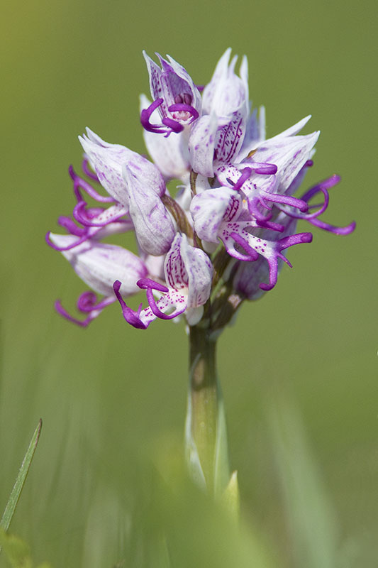 Orchis simia20100505Oostvoorne.jpg