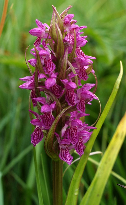 DN-D. incarnata Elperstroom 3-6-08 (4).jpg