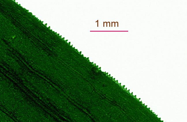 D&KrB-Ehel12-aug12-1mm.jpg
