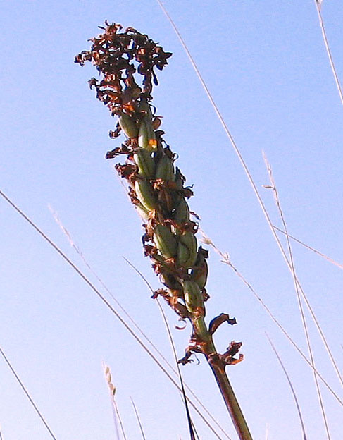 detail