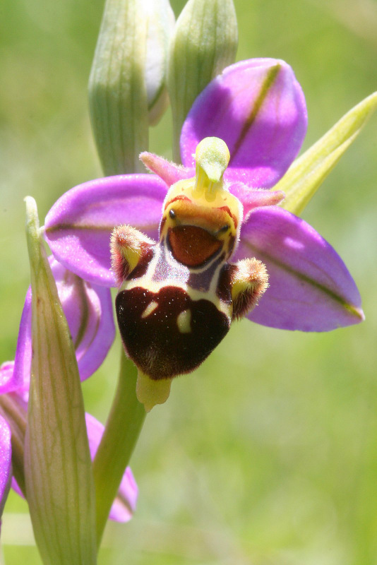 Ophrys apifera x Ophrys scolopac 1-6-2006 12-32-57 Canals 1-6-2006 12-32-058.JPG