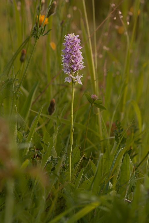 25062012-IMG_9447.jpg