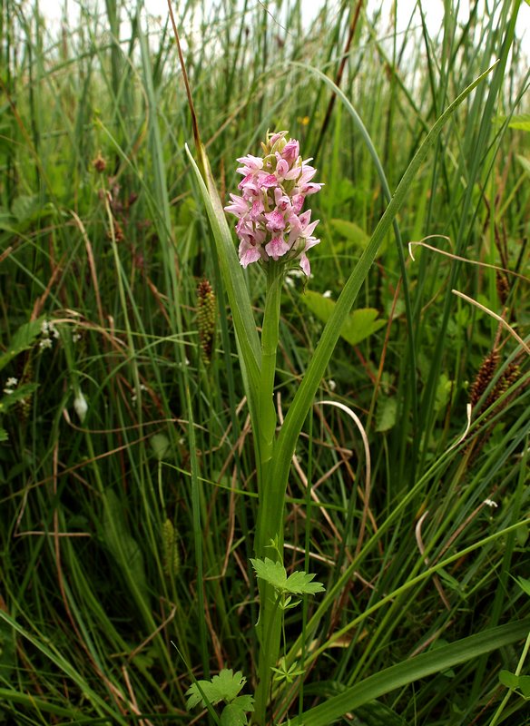 DN-D. incarnata Hazematen Roden 10-6-08 (20).jpg