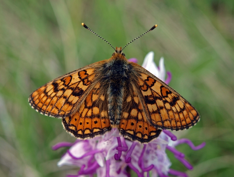 DN-Parelmoervlinder Soyons Tour Penchee  28-04-09 (24).jpg