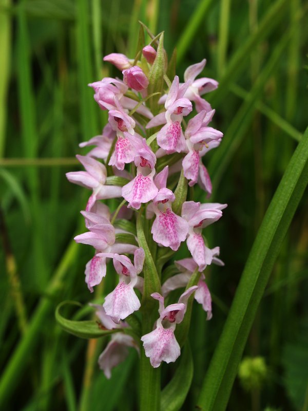 DN-D. incarnata Hazematen Roden 10-6-08 (1).jpg