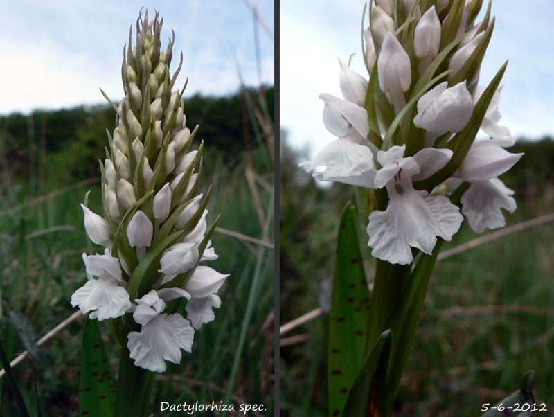 héél mooie bloem