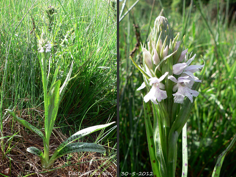 Dactylorhiza spec #16.jpg