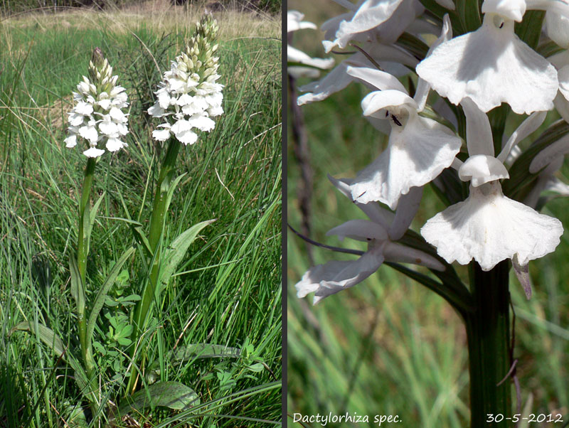 Dactylorhiza spec #17.jpg