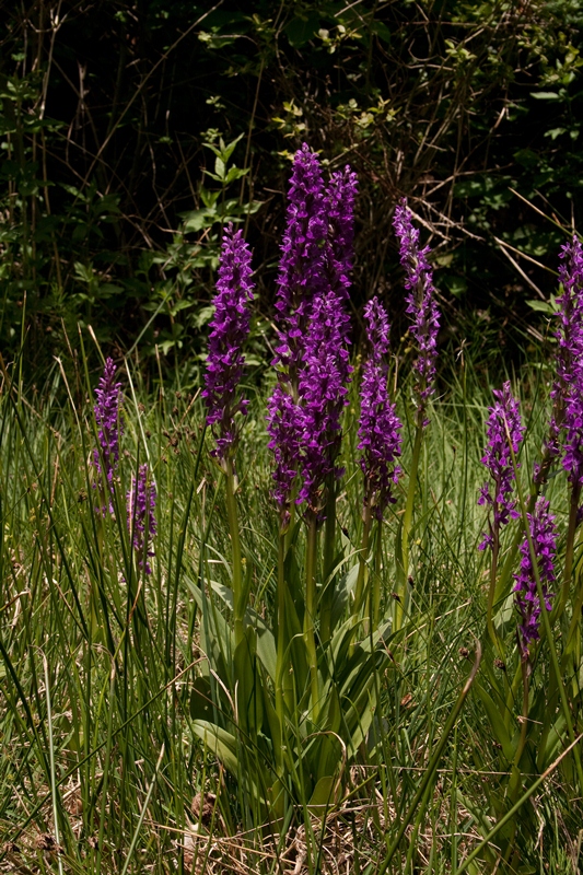 Dactylorhiza elata-220511-7130.jpg