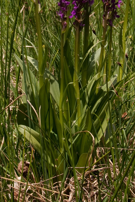 Dactylorhiza elata-220511-7130-2.jpg