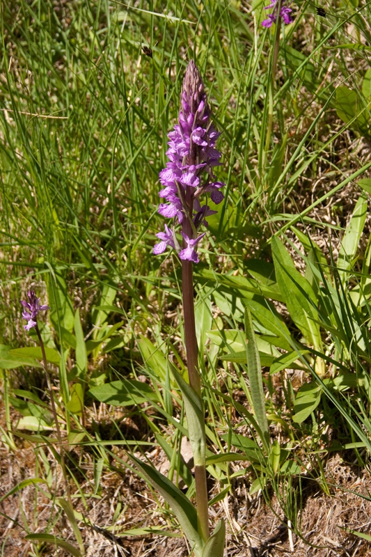 Dactylorhiza elata x fuchsii-270511-8.jpg