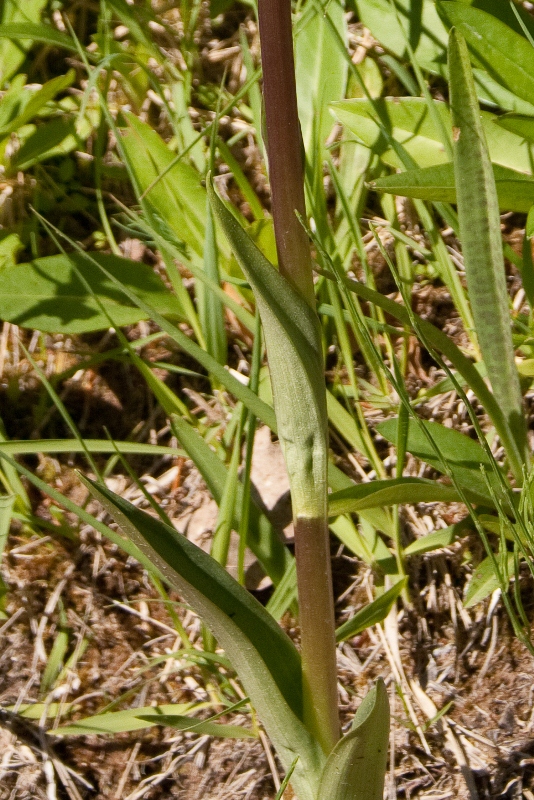 Dactylorhiza elata x fuchsii-270511-8-2.jpg