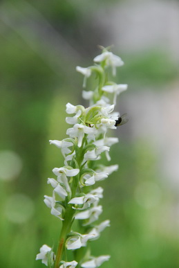 Platanthera dilata_resize.JPG