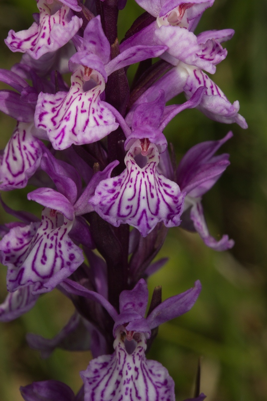 Dactylorhiza elata x fuchsii-270511-3.jpg