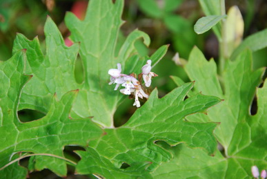 Amerorchis_resize.JPG