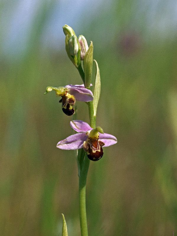 O. apifera 10-06-12 (2).jpg