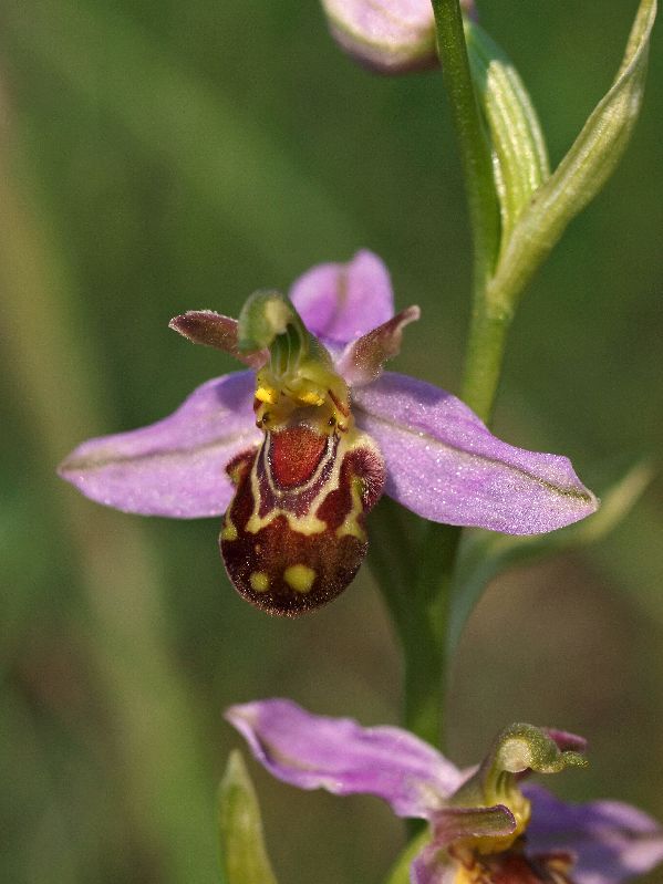 O. apifera var. aurita Lauwersmeer 19-06-12 (23).jpg