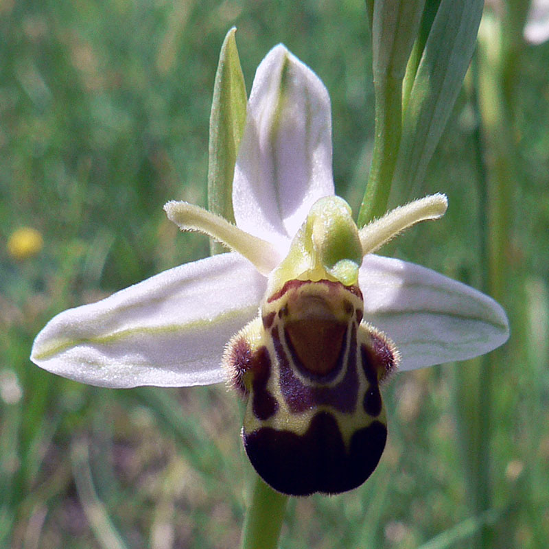 O. apifera var. in de buurt van Lodève, Frankrijk