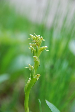 Platanthera_resize.JPG