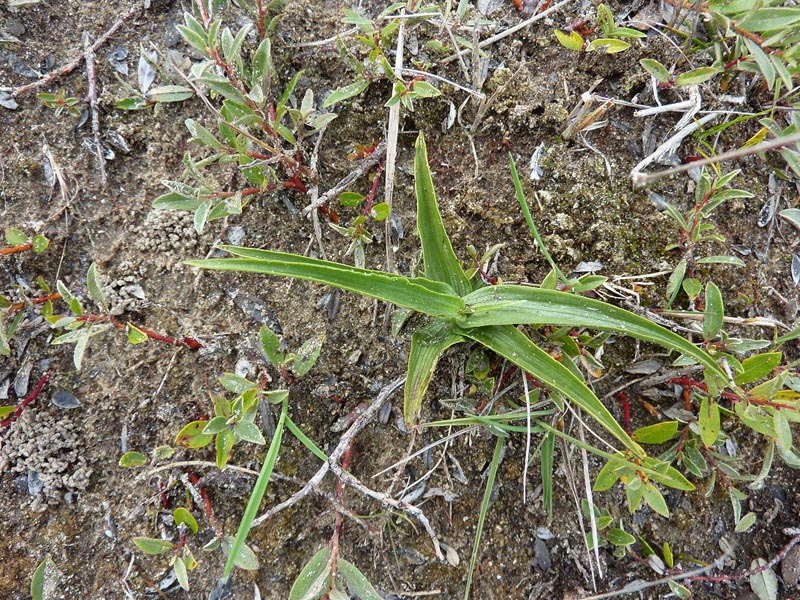 augustus 2010