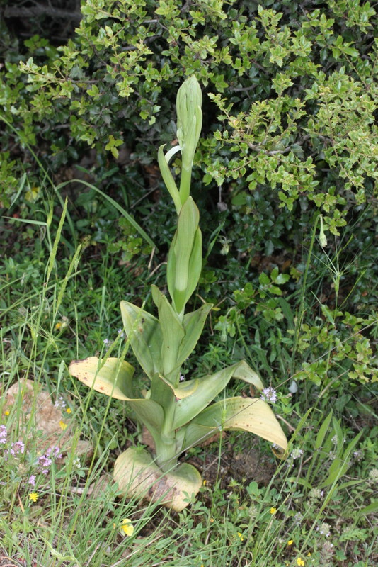 Himantoglossum jankae ssp. rumelicum Georgiana GR7  290511  (4).jpg