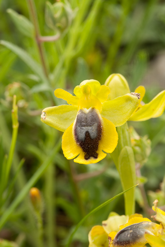 Ophrys phryganae-260409-3784.jpg