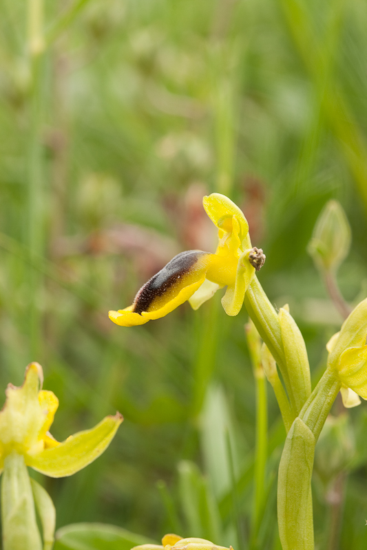 Ophrys phryganae-260409-3787.jpg