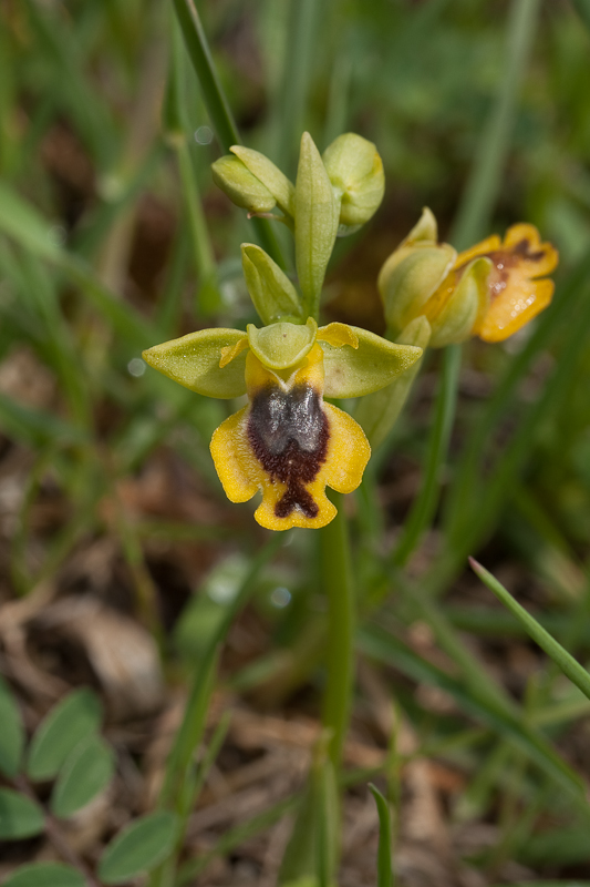Ophrys sicula-220409-3288.jpg
