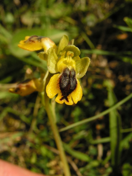 O. phryganae 1.JPG