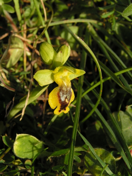 O. phryganae 2.JPG