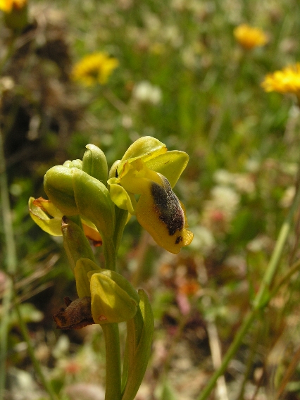 O. phryganae 3.JPG