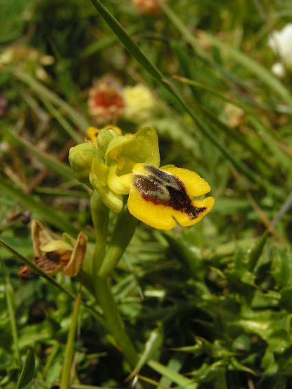 O. sicula 2.JPG